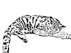 Cat sleeping On The broom