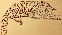 Cat sleeping on the broom