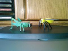 Compund Bugs