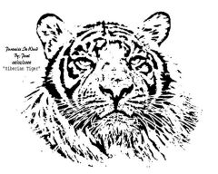 Siberian Tiger By Paul