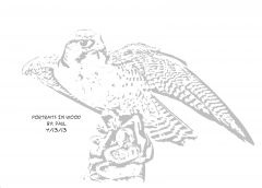 Falcon On Rock