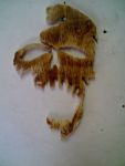Skull3