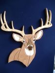 Black Hills Whitetail Buck May 2012