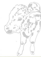 hannah's calf pattern