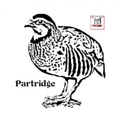 partridge