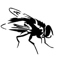 The Fly