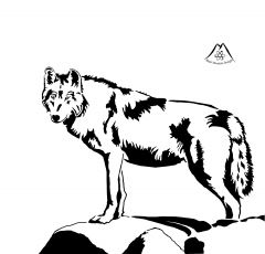 Lobo En El Zoo De Madrid