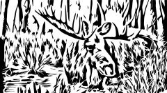Elk
