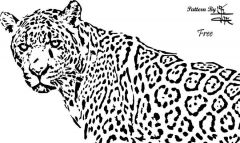 cheetah
