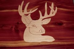 Deer cedar