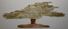 Acacia tree 2