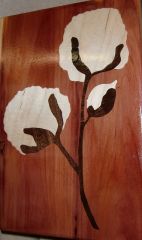 Cotton Bolls