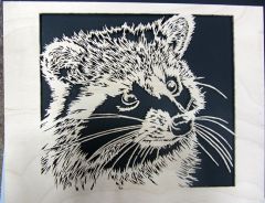 Raccoon