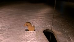 Its a duck