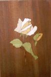rose01