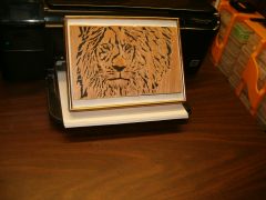 small lion 002