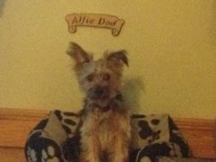 Mr Alfie Dod