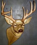 white tailed deer