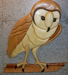 barn Owl