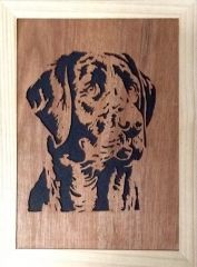 Labrador