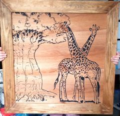 Giraffes (framed)