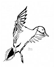 Duck
