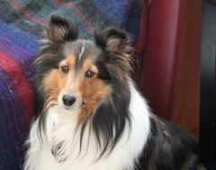 duffy