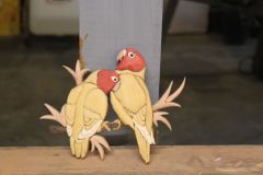 Love birds