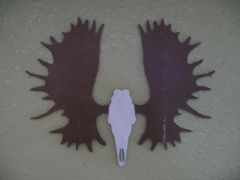 Moose Skull