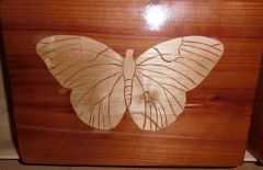 Butterfly On box.