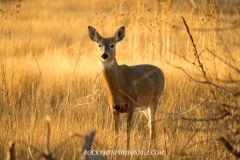 IMGP5269a