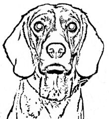 Asher My Dog!