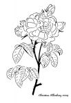 Rose Of Orleans or French Rose