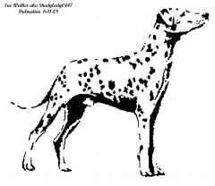 Dalmatian