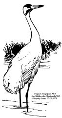 Whooping Crane