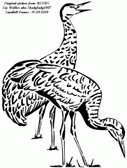Sandhill Crane
