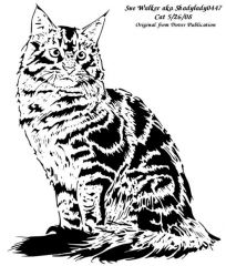 Maine Coon Cat