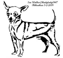 Chihuahua1