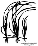 Wild Celery