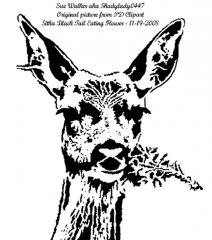 Sitka Blacktail Deer