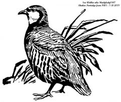 Chukar Partridge
