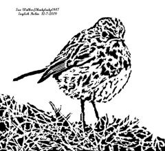 English Robin