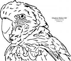 parrot