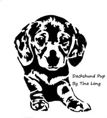 Doxie pup