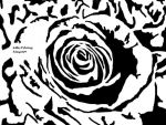 Closeup of a Rose