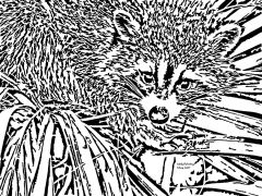 Racoon