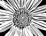 Asingle flower closeup