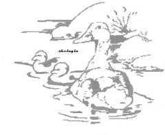 Ducks