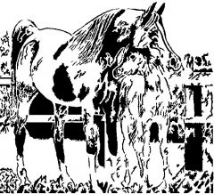 Mare And foal 2