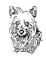 Corky the Yorkie